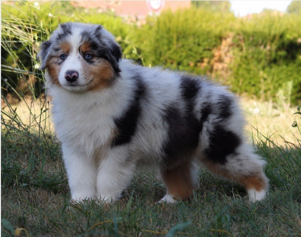 CHIOT 5