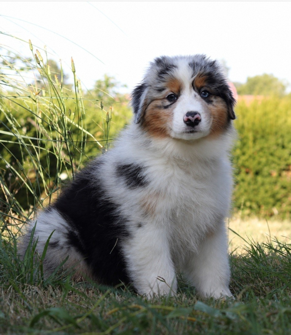 CHIOT 5