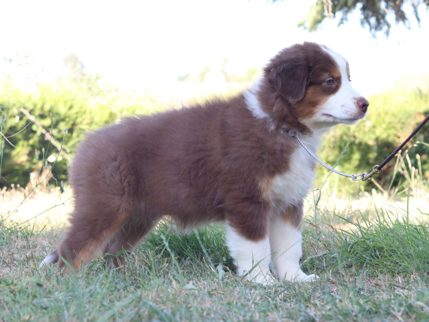 CHIOT 3
