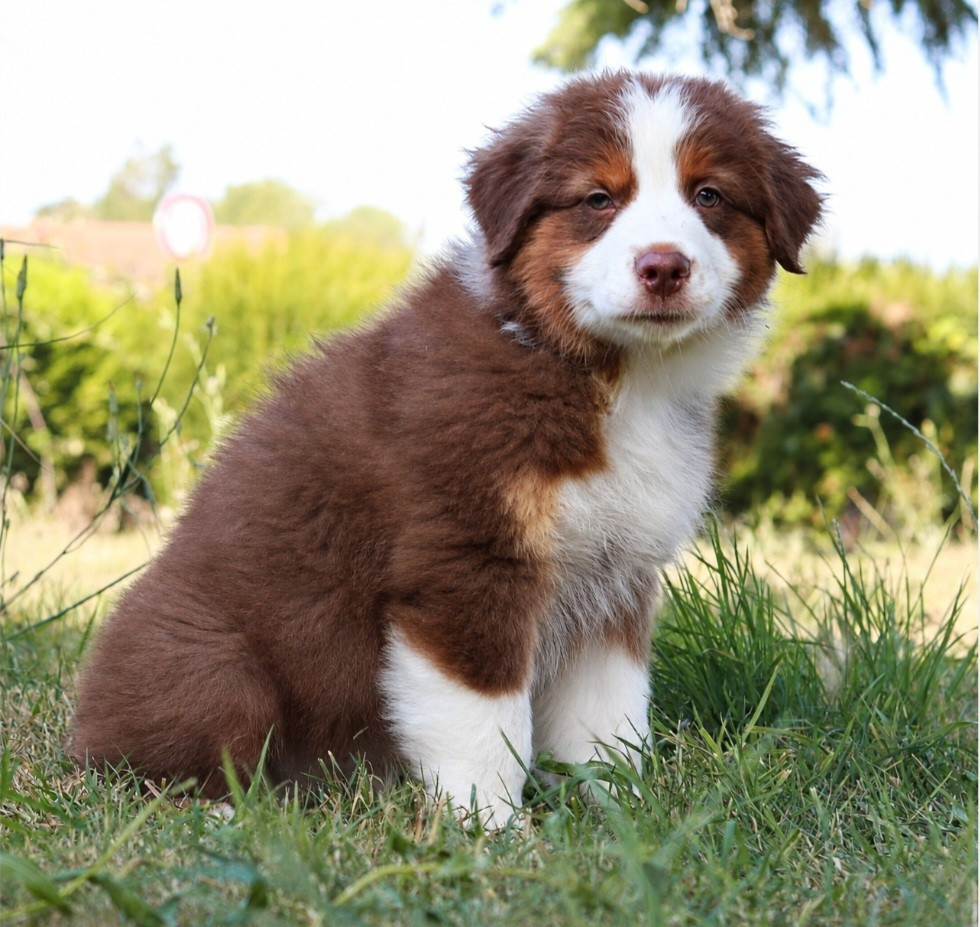 CHIOT 3