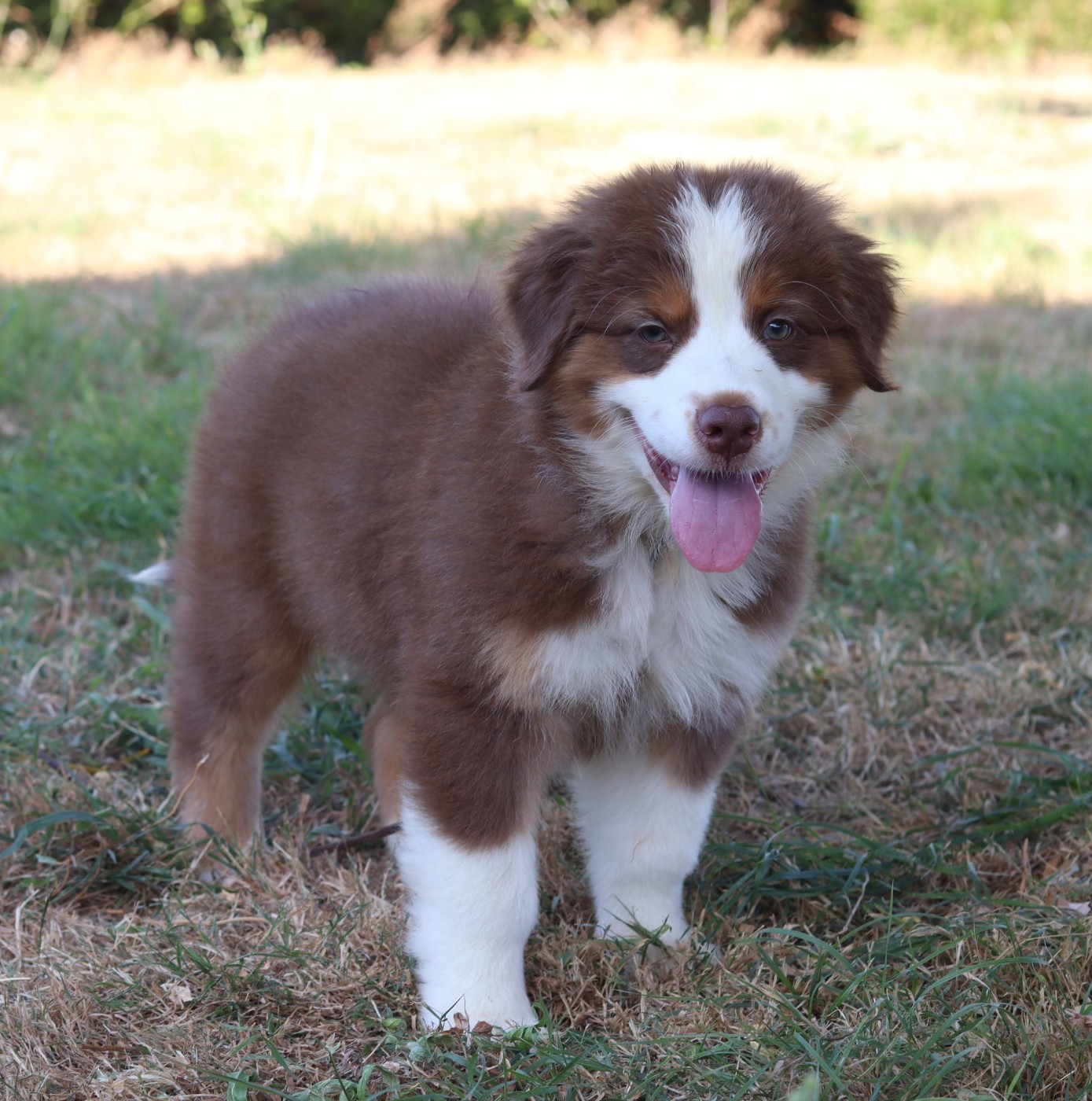CHIOT 3