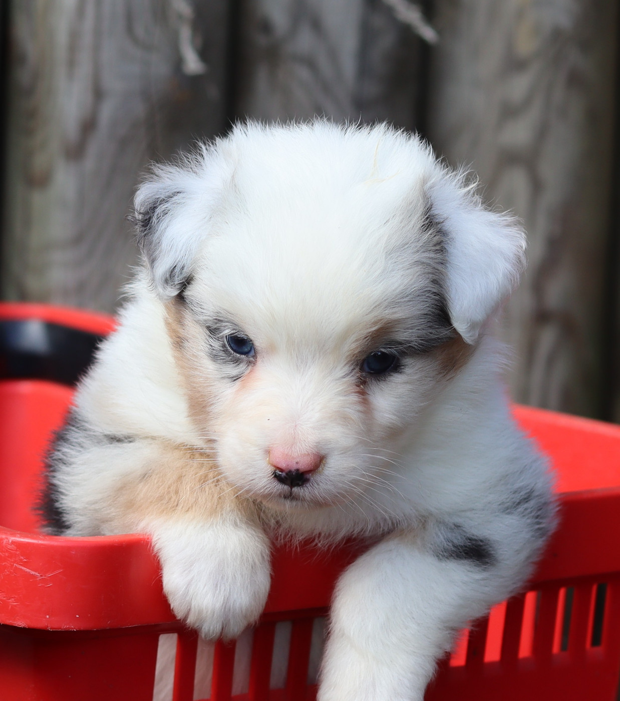 BUENO Mâle Bleu Merle 1