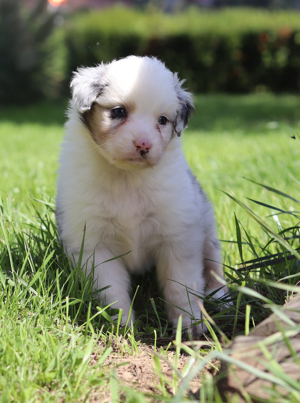 Mâle Bleu Merle 3