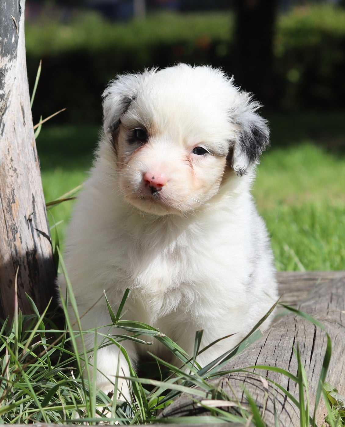 Mâle Bleu Merle 3