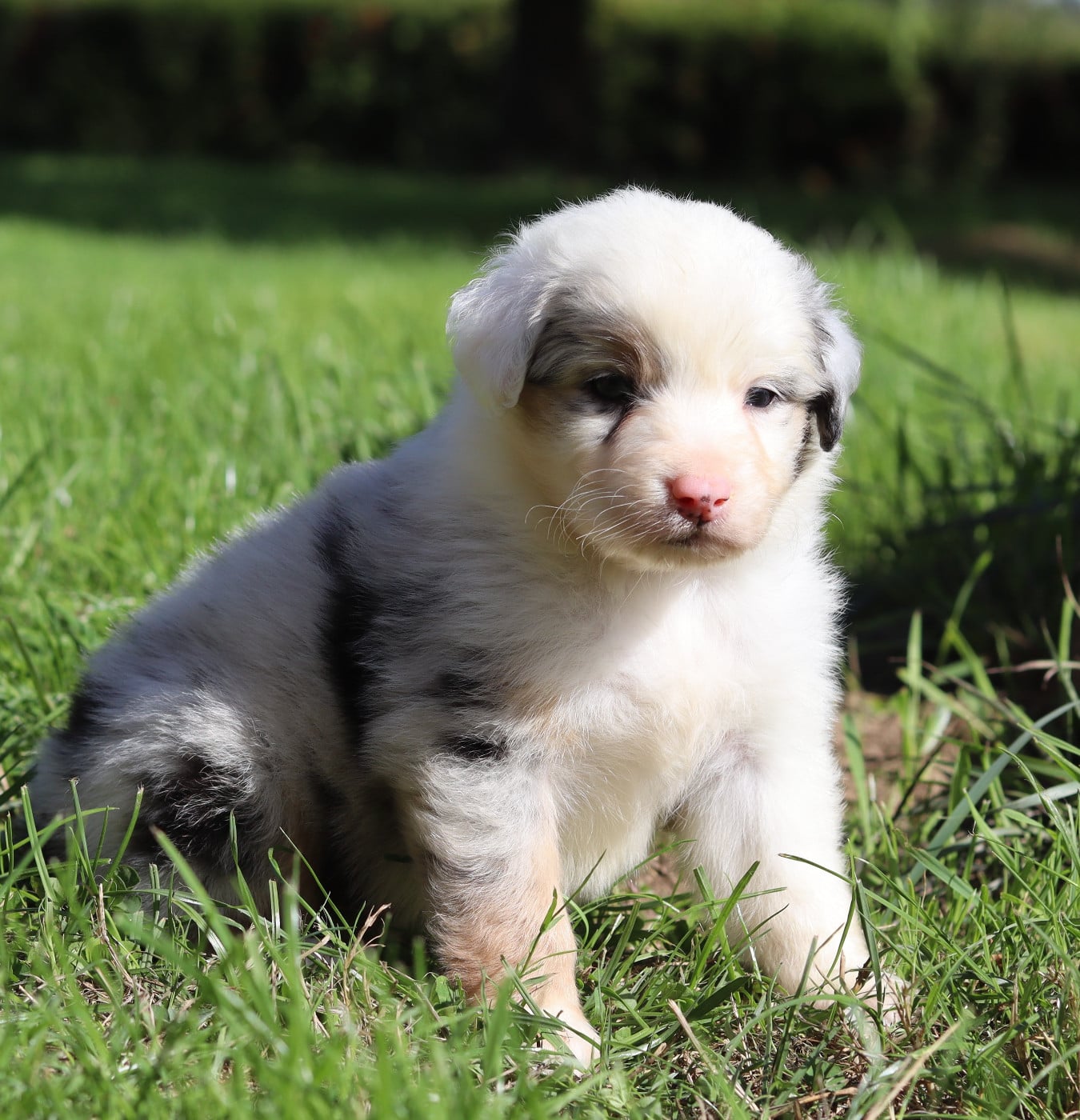 Mâle Bleu Merle 4