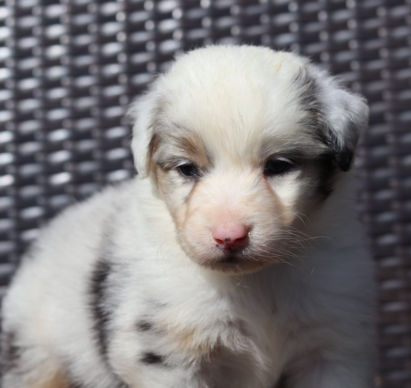 Mâle Bleu Merle 4