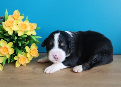 Les chiots de Berger Australien
