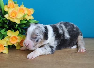 Les chiots de Berger Australien