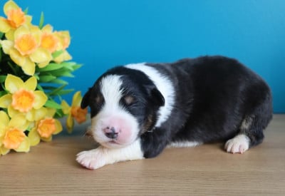 Les chiots de Berger Australien