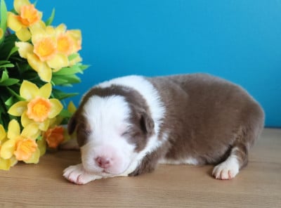 Les chiots de Berger Australien