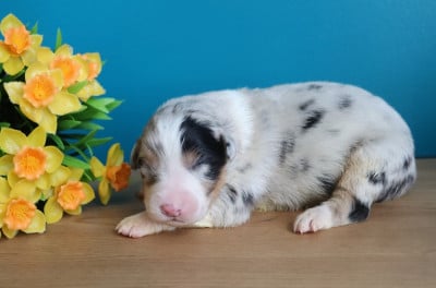 Les chiots de Berger Australien