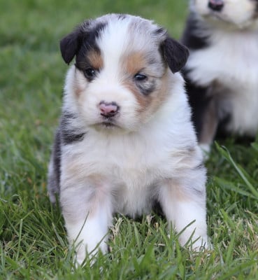 Les chiots de Berger Australien