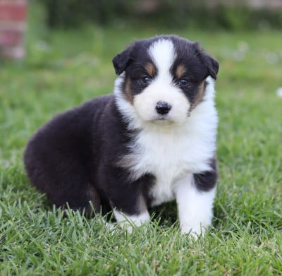 Les chiots de Berger Australien