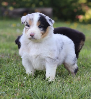 Les chiots de Berger Australien