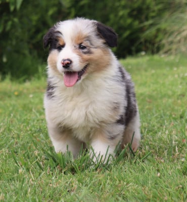 Les chiots de Berger Australien