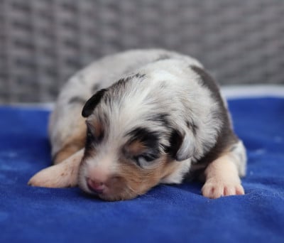 Les chiots de Berger Australien