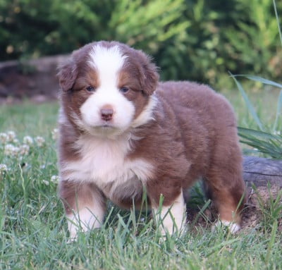 Les chiots de Berger Australien