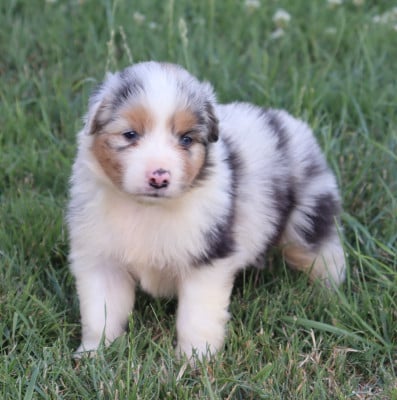 Les chiots de Berger Australien