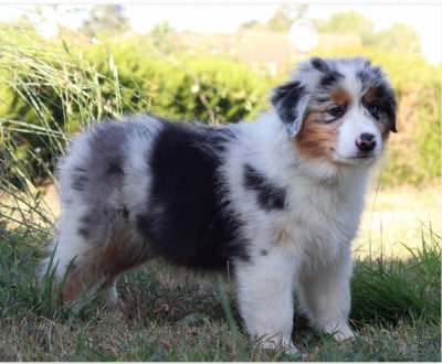 Les chiots de Berger Australien