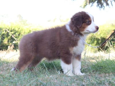 Les chiots de Berger Australien