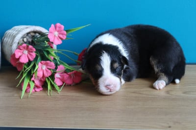 Les chiots de Berger Australien