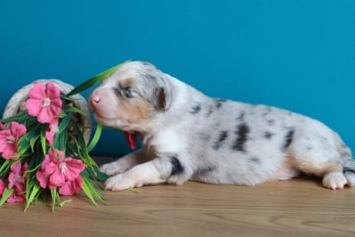 Les chiots de Berger Australien