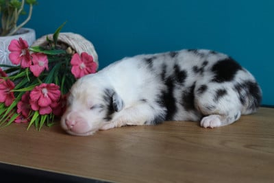 Les chiots de Berger Australien