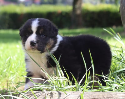 Les chiots de Berger Australien