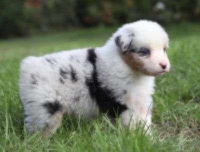 Les chiots de Berger Australien