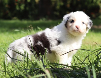 Les chiots de Berger Australien