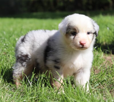 Les chiots de Berger Australien