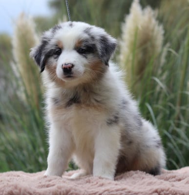 Les chiots de Berger Australien