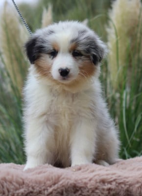 Les chiots de Berger Australien