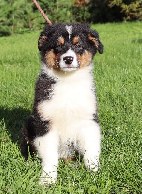 Les chiots de Berger Australien