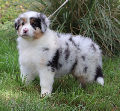 Les chiots de Berger Australien