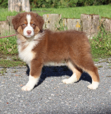 Les chiots de Berger Australien