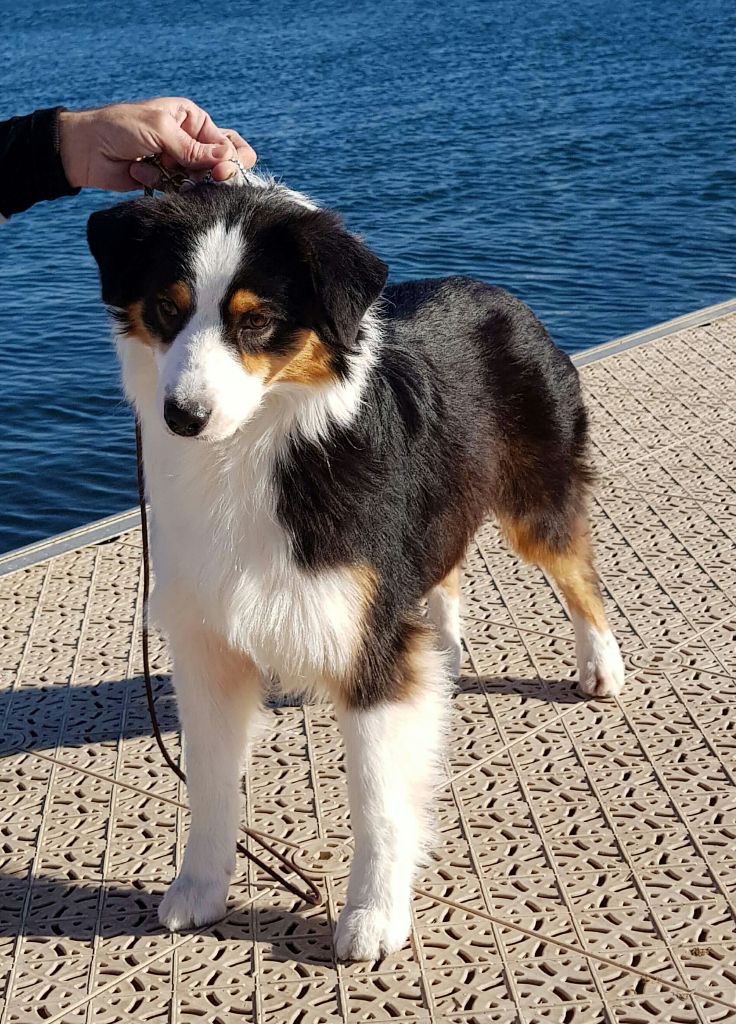 CH. airplane's Just full of joy - RCACIB