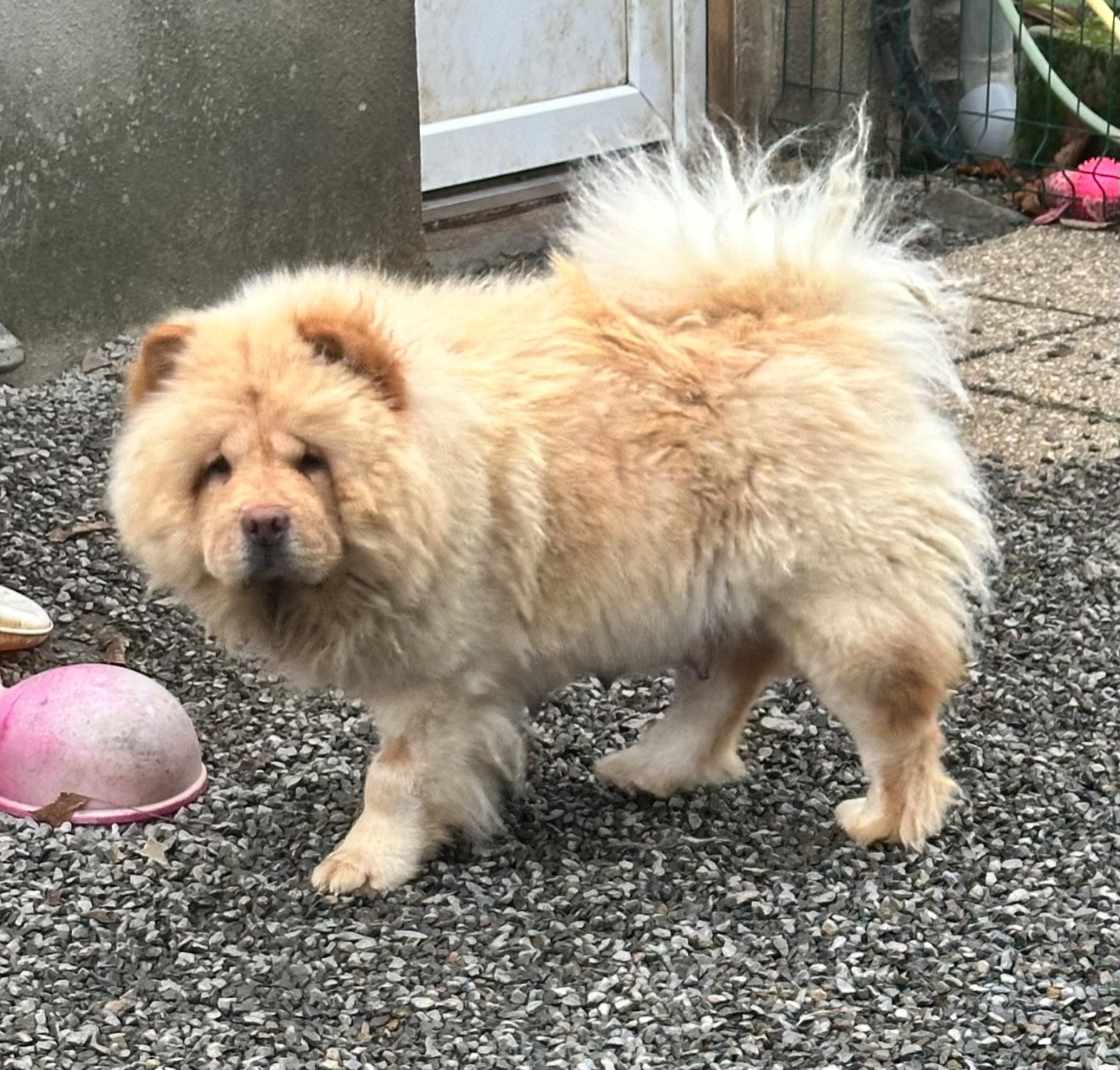 Famous Dream Unik love