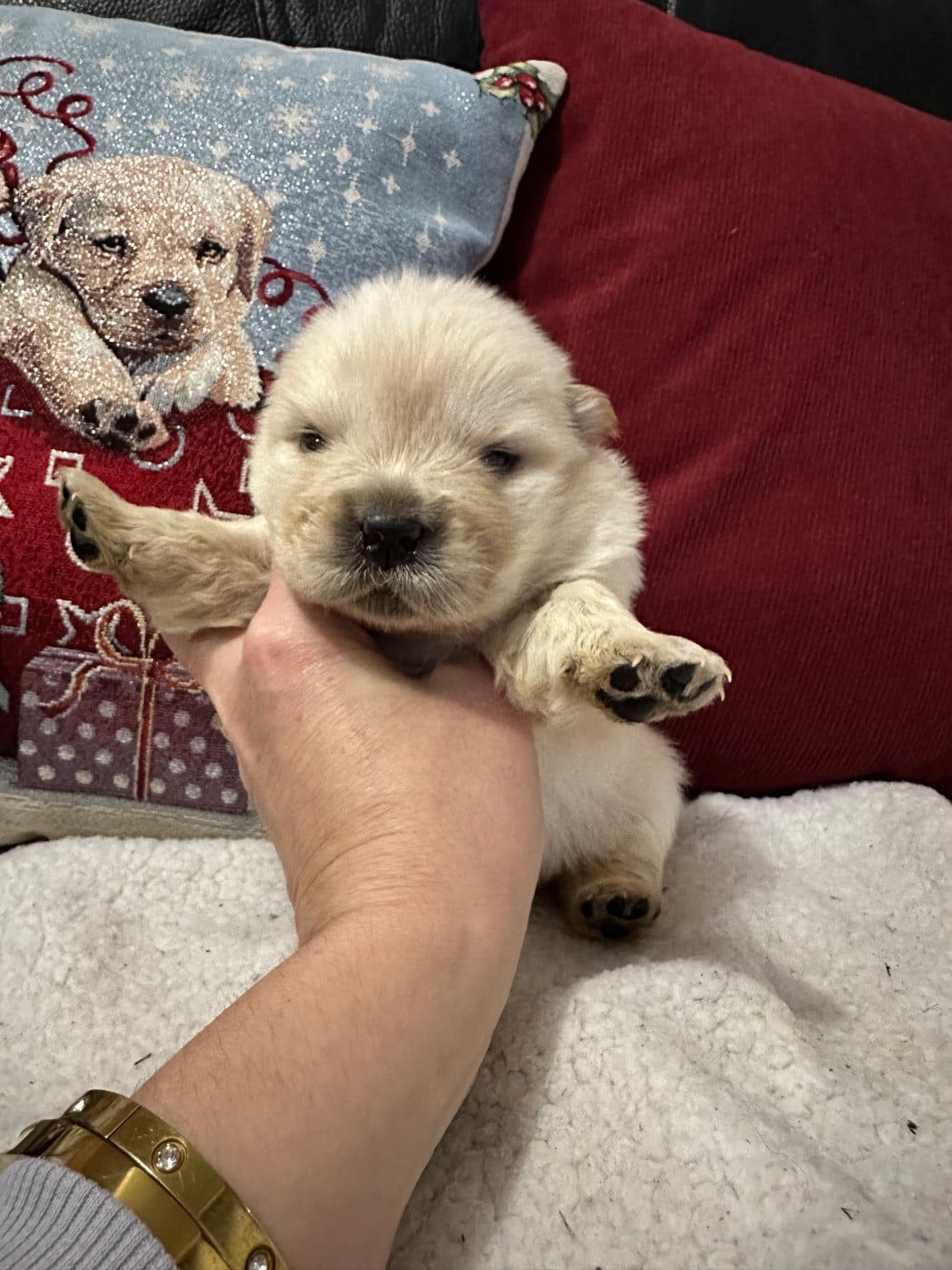 Tester la patience de Milky, le chiot Chow Chow | TikTok, image size:1050x1400