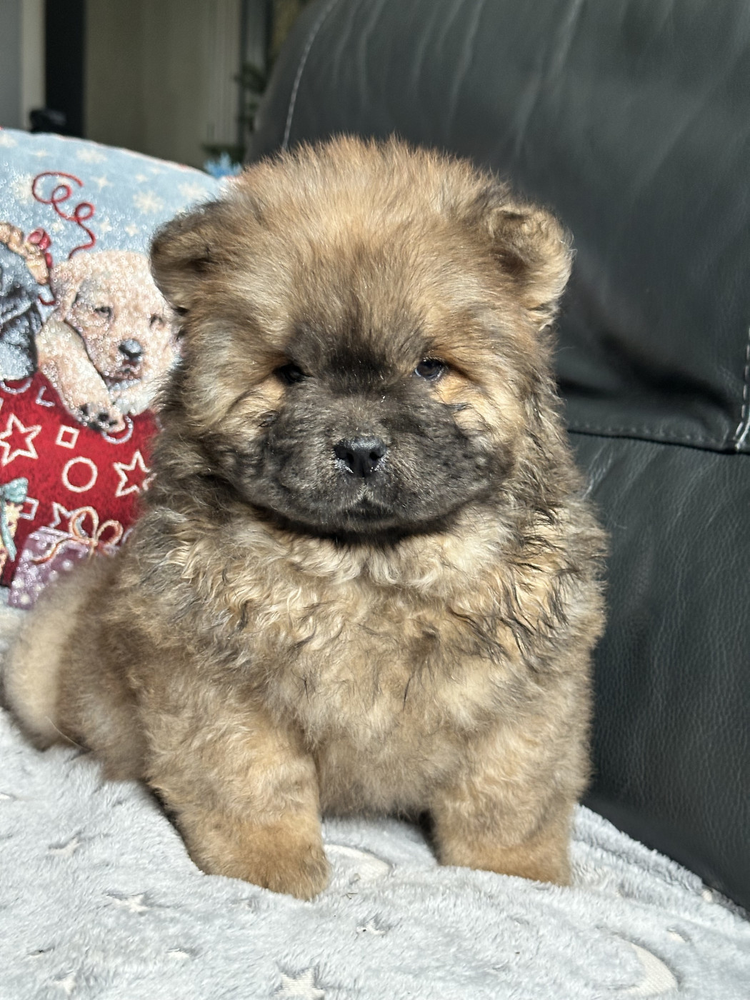 Chiot N°1 - Chow Chow