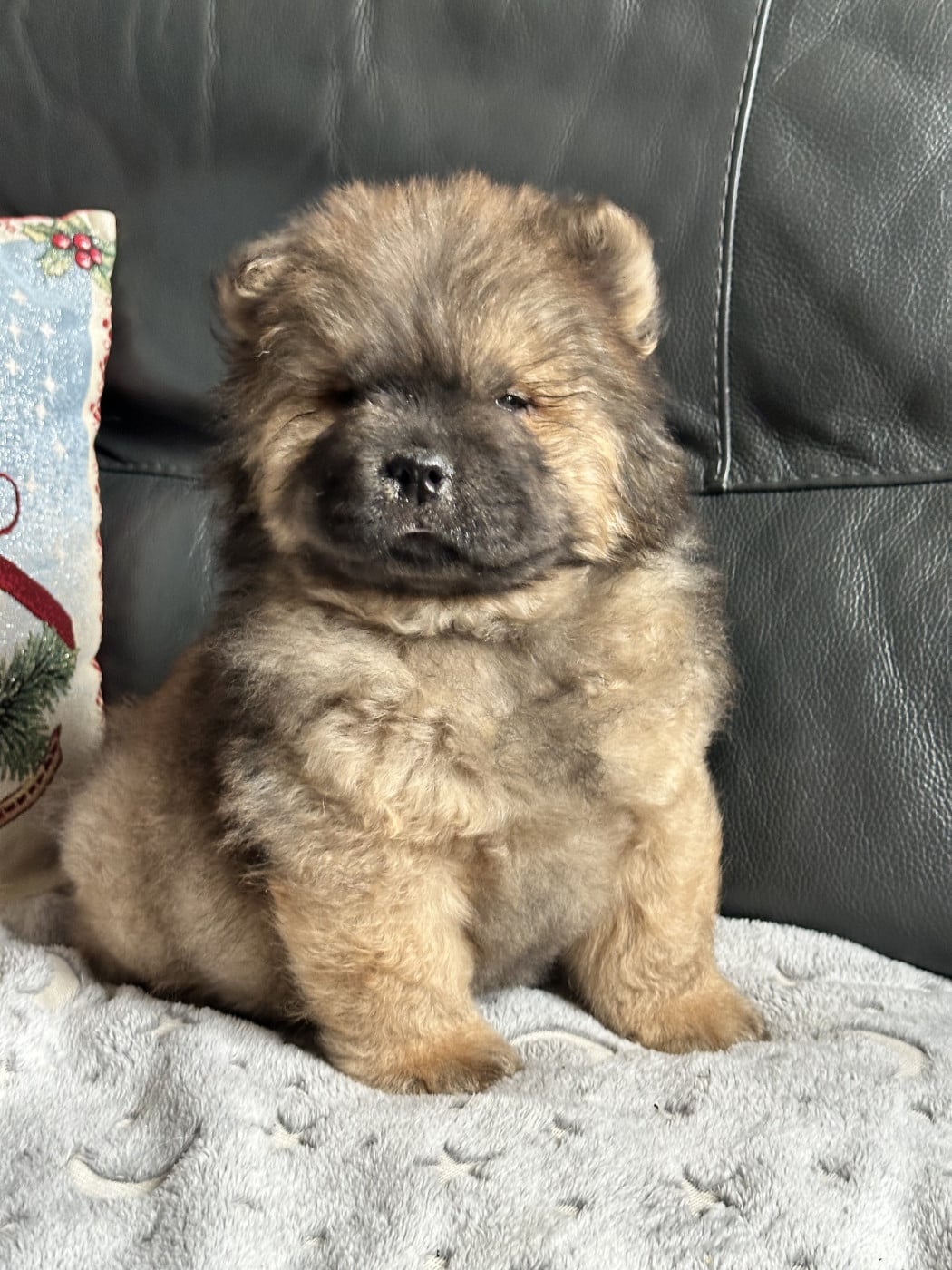 Chiot N°2 - Chow Chow