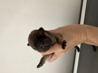 Les chiots de Chow Chow