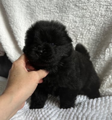 Les chiots de Chow Chow