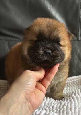 Les chiots de Chow Chow