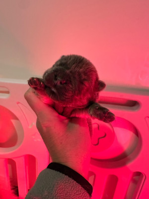 Les chiots de Chow Chow