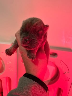 Les chiots de Chow Chow