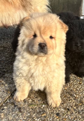 Les chiots de Chow Chow