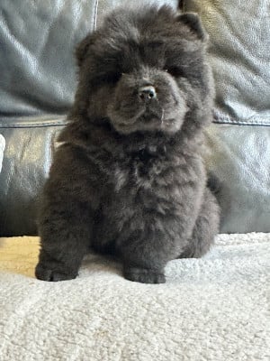 Les chiots de Chow Chow