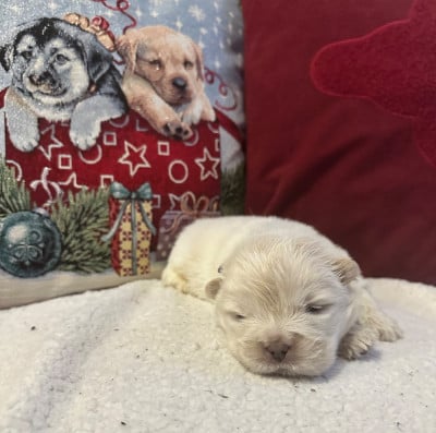 Les chiots de Chow Chow