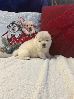 Les chiots de Chow Chow